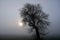 The tree in the fog that thins out