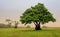 Tree in foggy meadow