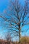 A tree without foliage against a blue sky, a lonely standing tree