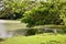 Tree foliage falling over pond in park