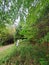 Tree Foliage on a Popular Elmira Trail