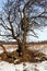 Tree without foliage with roots in snow