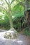 Tree in a forest on the coromandel peninsula