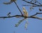 A Tree in the Forest Flowering during the month of March