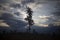 Tree in forest. Forest landscape. Beauty of nature. Clouds in sky. Details of nature