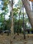 Tree, forest, hut, peaceful, shady, tall tree