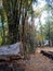 Tree, forest, hut, peaceful, shady, tall tree