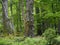 Tree in the forest with many polypore bracket mushrooms