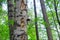 A tree in a forest in which a woodpecker made many holes