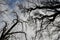 Tree formation against the sky