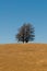 Tree formation on a hill of veldt, open grassland