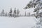 Tree forrest foggy  snow Lapland Finland