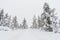 Tree forrest foggy  snow Lapland Finland