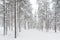 Tree forrest snow Lapland Finland