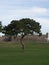 Tree at Fort Matanzas