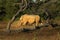 Tree Framed Rhino Bull