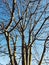 Tree framing the blue sky with its brown branches sticking out of the ground