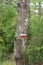 Tree in a French woodland on a hiking trail waymarker.