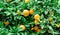 Tree of fresh yellow ripe lemons on lemon tree branches in green garden