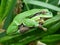 Tree-frog