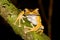 Tree frog