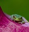 Tree Frog