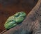 Tree Frog