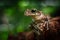 Tree frog Amazon rain forest, tropical exotic treefrog Osteocephalus taurinus
