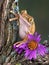 Tree frog with aster