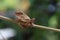 Tree frog on blur background