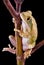 Tree frog on branch