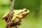 Tree frog climbing on twig