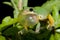 Tree frog courtship in spring