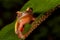 Tree frog cute tropical animal amphibian