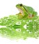 Tree frog on dewy leaf