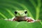 Tree frog, dumpy frog on the gree leaf