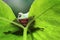 Tree frog, dumpy frog hide on leaf frame