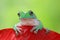 Tree frog, dumpy frog hide on red leaf