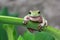 Tree frog, dumpy frog singing on branch