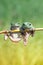 Tree frog, dumpy frog swinging on the branch
