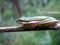 Tree Frog in the Everglades