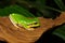 Tree frog in the family Hylidae, Hyla Annectans, Nagaland