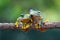 Tree frog, Flying frog on the branch
