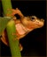 tree frog greeting