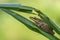Tree frog hiding behind a palm leaf,