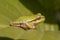 Tree Frog on the Hosta Leaf