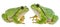 Tree frog - Hyla arborea