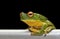 Tree frog on metal rail