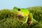 Tree frog on moss