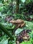 a tree frog perched on a vanilla leaf